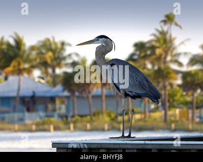 Great Blue Heron auf Pier Geländer Stockfoto