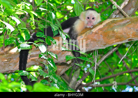 Gescheckte oder White-faced Kapuziner (Cebus Capucinus) Manuel Antonio, Costa Rica. Stockfoto