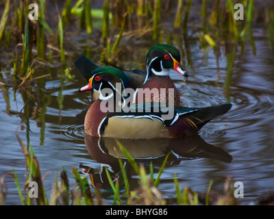 Brautente, Carolina Ente, Aix sponsa Stockfoto