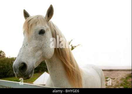 Schönen weißen Pferd weiche Portrait auf Kamera Stockfoto