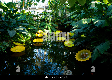 Garfield Park Conservatory, Chicago, Illinois. chihuly, mundgeblasenem Glas Skulpturen im Innen Teich. Stockfoto