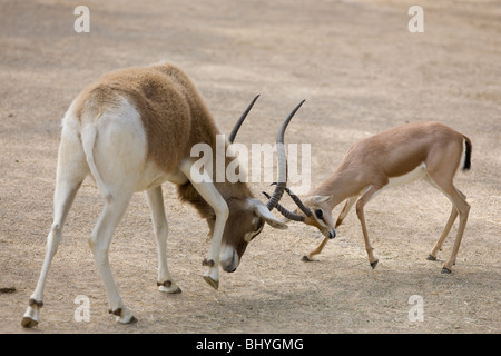 Addax-Antilopen - Addax Nasomaculatus- und Thomson es Gazelle - Eudorcas Thomsoni - kämpfen Stockfoto