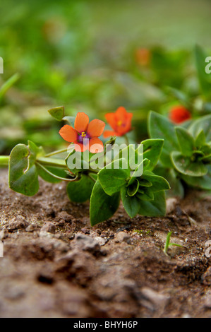 Blühende Scarlet Pimpernel - Anagallis arvensis Stockfoto