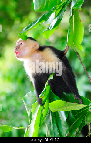 Eine gescheckte oder White-faced Kapuziner (Cebus Capucinus) scannt den Himmel für potenzielle Bedrohungen durch Raubtiere. Manuel Antonio, Cos Stockfoto