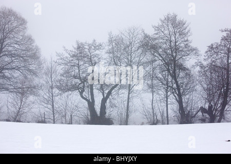 Silhouetten von gemeinsamen Erlen und anderen Bäumen mitten im Schnee, in der Vulkane d ' Auvergne regionalen Naturpark, Frankreich Stockfoto