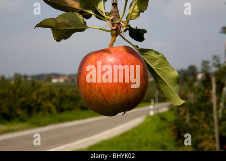 Apple von einem Ast hängen Stockfoto