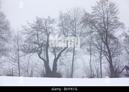 Silhouetten von gemeinsamen Erlen und anderen Bäumen mitten im Schnee, in der Vulkane d ' Auvergne regionalen Naturpark, Frankreich Stockfoto