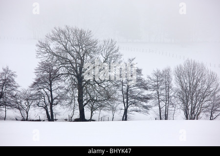 Silhouetten von gemeinsamen Erlen und anderen Bäumen mitten im Schnee, in der Vulkane d ' Auvergne regionalen Naturpark, Frankreich Stockfoto