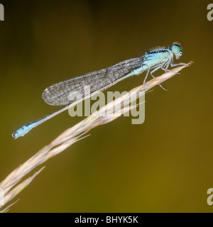 Knappen blau-tailed Damselfly (Ischnura Pumilio) Stockfoto