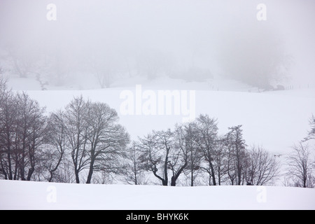 Silhouetten von gemeinsamen Erlen und anderen Bäumen mitten im Schnee, in der Vulkane d ' Auvergne regionalen Naturpark, Frankreich Stockfoto