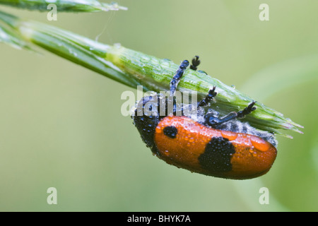 Getreidehähnchen (Clytra Laeviuscula) Stockfoto