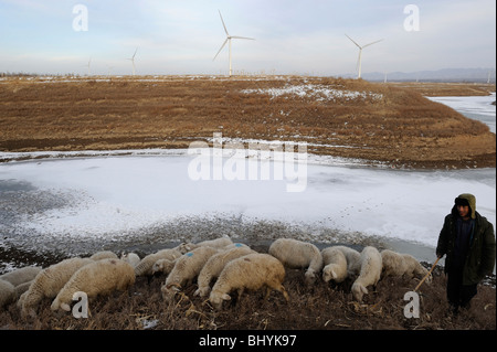 Chinesische Bauern Weiden die Schafe in einen Windpark in der Provinz Hebei, China. 2. März 2010 Stockfoto