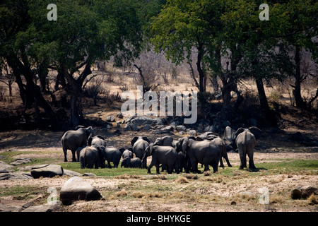 Familie von Elefanten, Ruaha NP, Tansania, Ostafrika Stockfoto