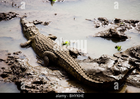 Nil-Krokodil, Mikumi NP, Tansania, Ostafrika Stockfoto