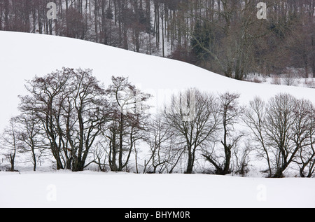 Silhouetten von gemeinsamen Erlen und anderen Bäumen mitten im Schnee, in der Vulkane d ' Auvergne regionalen Naturpark, Frankreich Stockfoto