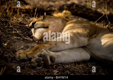 Schlafende Löwen, Selous Game Reserve, Tansania, Ostafrika Stockfoto