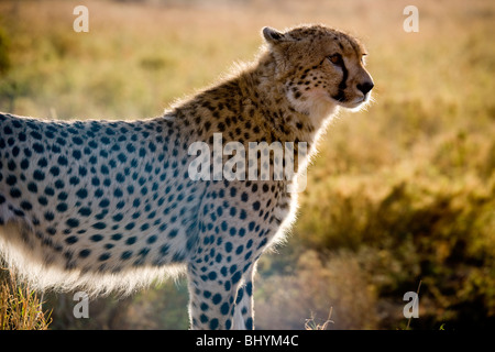 Geparden auf der Jagd, Serengeti NP, Tansania, Ostafrika Stockfoto