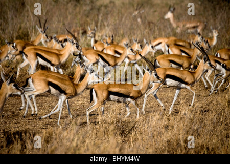 Thomson es Gazelle, Serengeti NP, Tansania, Ostafrika Stockfoto