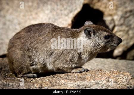 Rock Hyrax, Serengeti NP, Tansania, Ostafrika Stockfoto