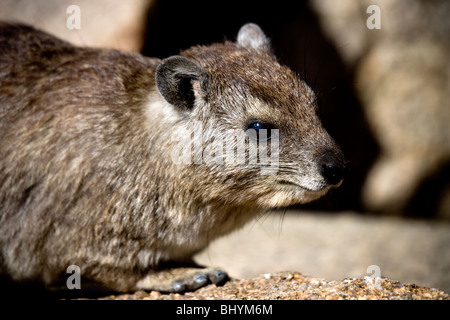 Rock Hyrax, Serengeti NP, Tansania, Ostafrika Stockfoto