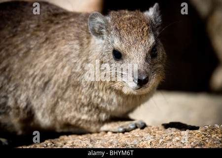 Rock Hyrax, Serengeti NP, Tansania, Ostafrika Stockfoto