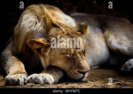 Junge männliche Löwen schlafen, Serengeti NP, Tansania, Ostafrika Stockfoto