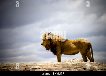 Männlicher Löwe, Serengeti NP, Tansania, Ostafrika Stockfoto