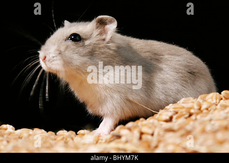 Zwerg-Hamster mit Essen Stockfoto