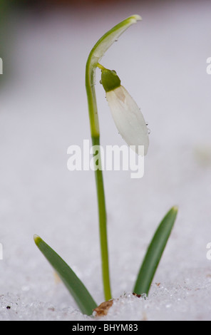 Gemeinsamen Schneeglöckchen (Galanthus Nivalis) im Schnee, Februar 2010. Stockfoto