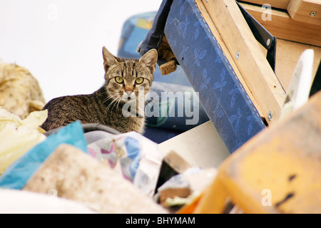 Katze auf einer Müll-depot Stockfoto