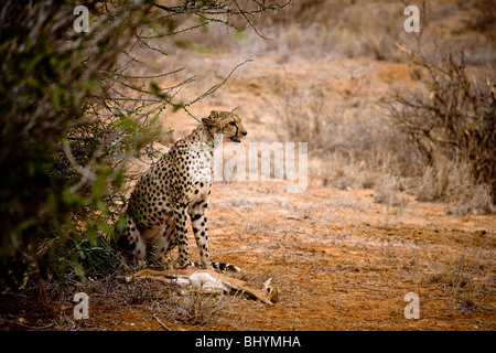 Gepard mit Impala töten, Tsavo Ost NP, Kenia, Ostafrika Stockfoto