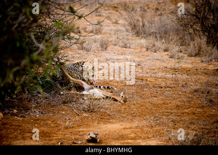 Gepard mit Impala töten, Tsavo Ost NP, Kenia, Ostafrika Stockfoto