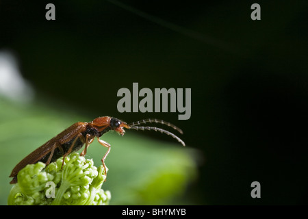 Klicken Sie auf Käfer (Ffam. Elateridae) Stockfoto