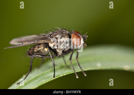 Stubenfliege (Musca Domestica) Stockfoto