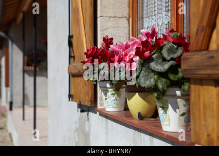 Blumen auf der Fensterbank Stockfoto