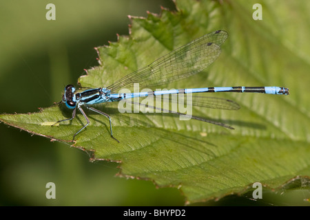 Azure Damselfly - Coenagrion puella Stockfoto