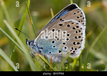 Die großen Blauen - maculinea Arion. Stockfoto