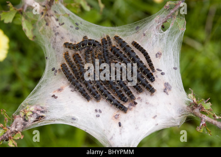 Kleinen Eggar - Eriogaster Lanestris Raupen Stockfoto