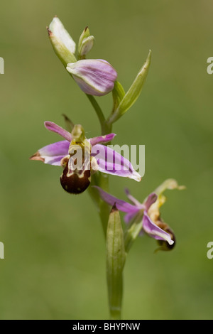 Bienen-ragwurz Ophrys apifera- Stockfoto