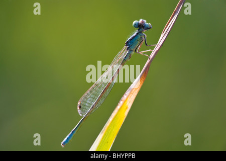 Blau-tailed Damselfly (Ischnura Elegans) Stockfoto