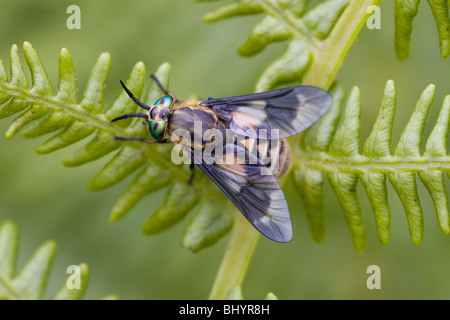 2-flügeligen deerfly - Chrysops relictus Stockfoto