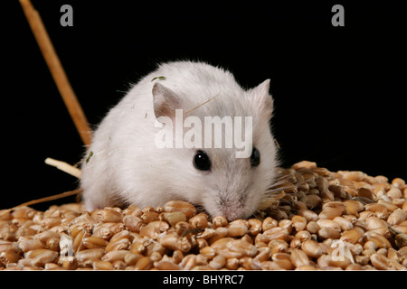 Zwerg-Hamster mit Essen Stockfoto