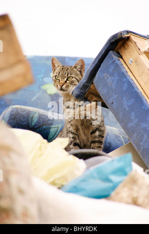 Katze auf einer Müll-depot Stockfoto