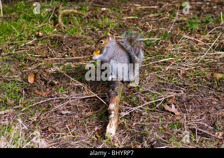Ein Grauhörnchen thront auf einem kleinen Log Essen Stockfoto