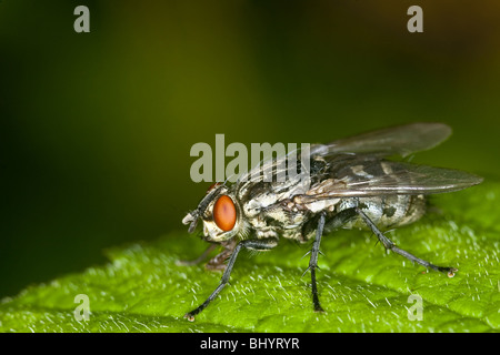 marmoriert grau Fleisch Fly (Sarcophaga Carnaria) Stockfoto