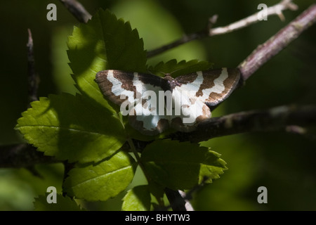 Getrübte Grenze - Lomaspilis marginata Stockfoto