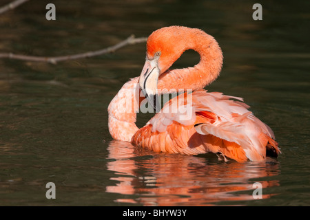 Flamingo (Phoenicopterus Ruber) im goldenen Kopf Park Zoo (Parc De La Tête d ' or), Lyon, Frankreich Stockfoto