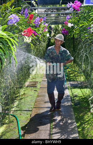Männliche Gärtner Bewässerung von Pflanzen an Bai Orchid Farm, Chiang Mai im Norden von Thailand, Asien - Flora und Fauna Stockfoto