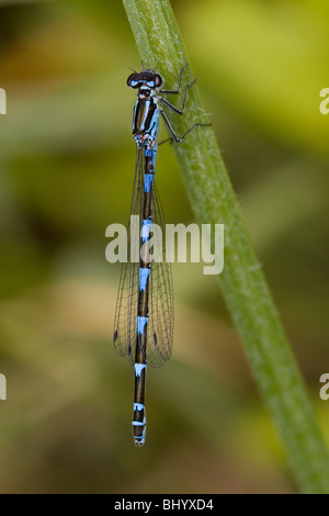 Variable Damselfly - Coenagrion Pulchellum. Weiblich Stockfoto