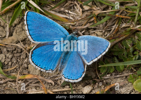 Adonis Blue - Lysandra Bellargus. Männlich Stockfoto